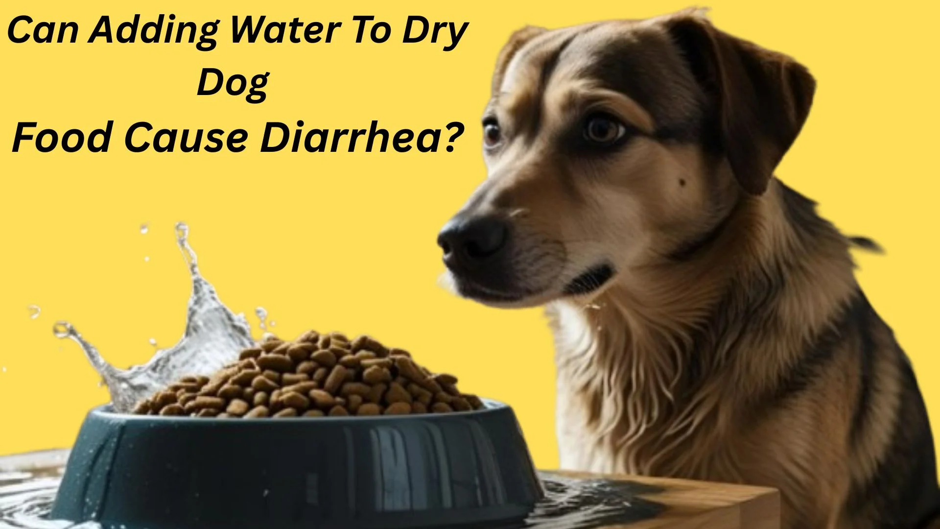 Can Adding Water To Dry Dog Food Cause Diarrhea