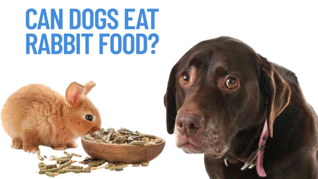 Can Dogs Eat Rabbit Food