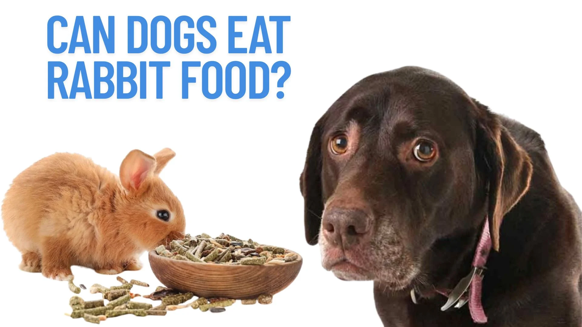 Can Dogs Eat Rabbit Food
