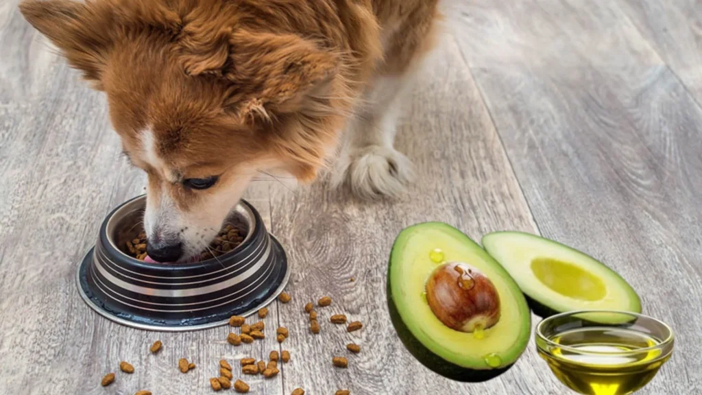 Can Dogs Have Avocado Oil in Their Food