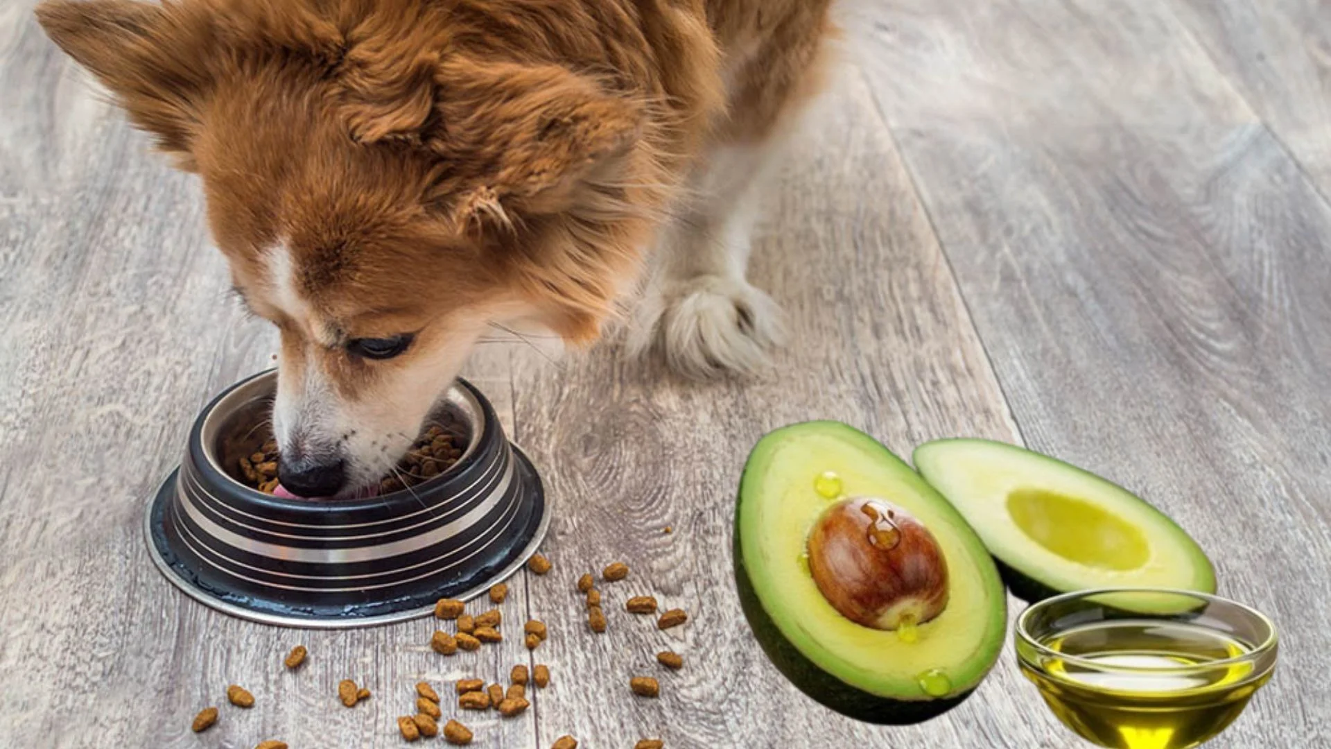 Can Dogs Have Avocado Oil in Their Food