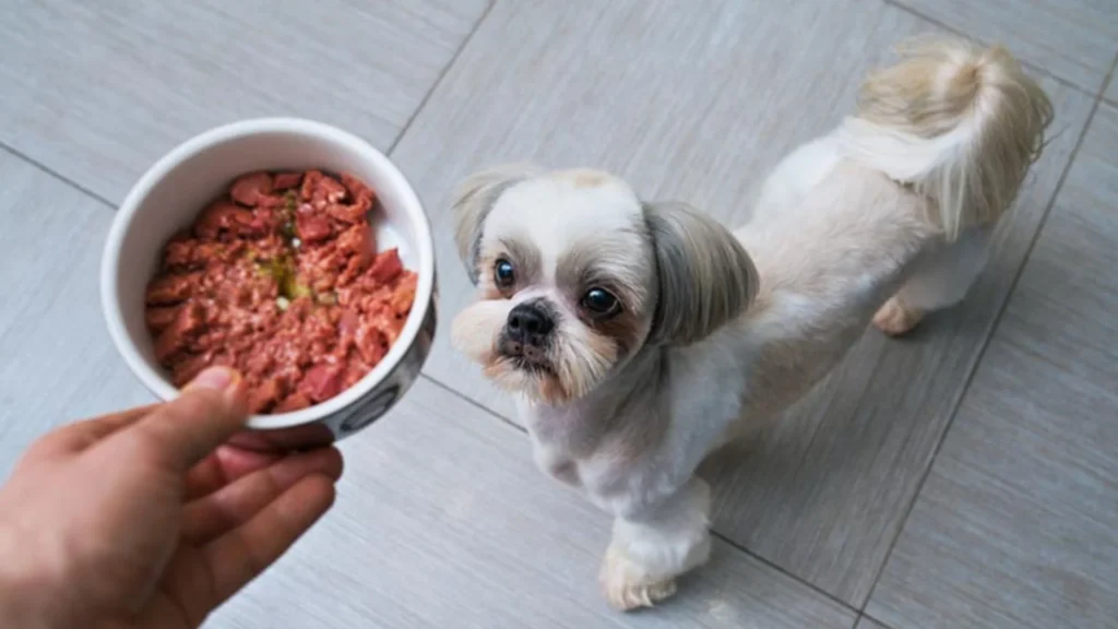 Can You Freeze Wet Dog Food