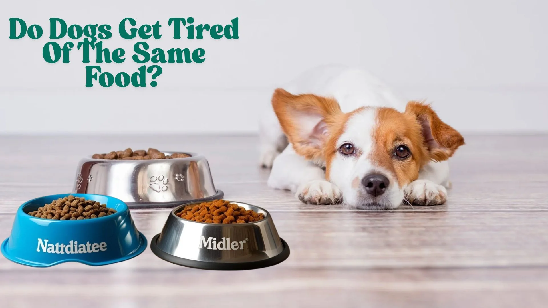 Do Dogs Get Tired Of The Same Food