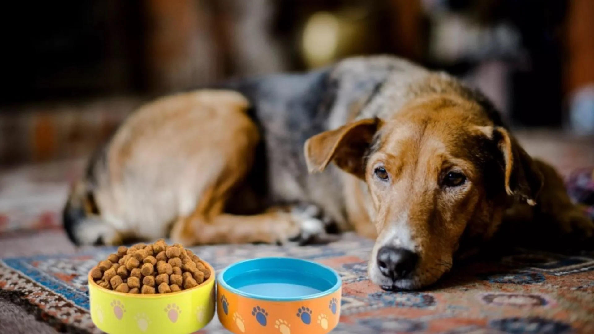 How Long Can A Dog Live Without Food Or Water