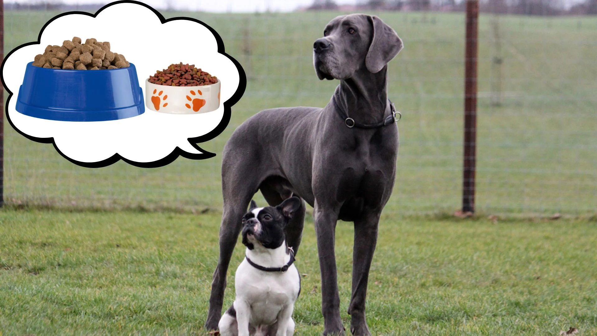 Can A Small Dog Eat Large Breed Dog Food