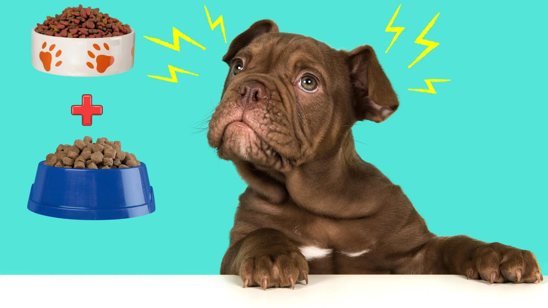Can I Mix Two Dry Dog Foods Together