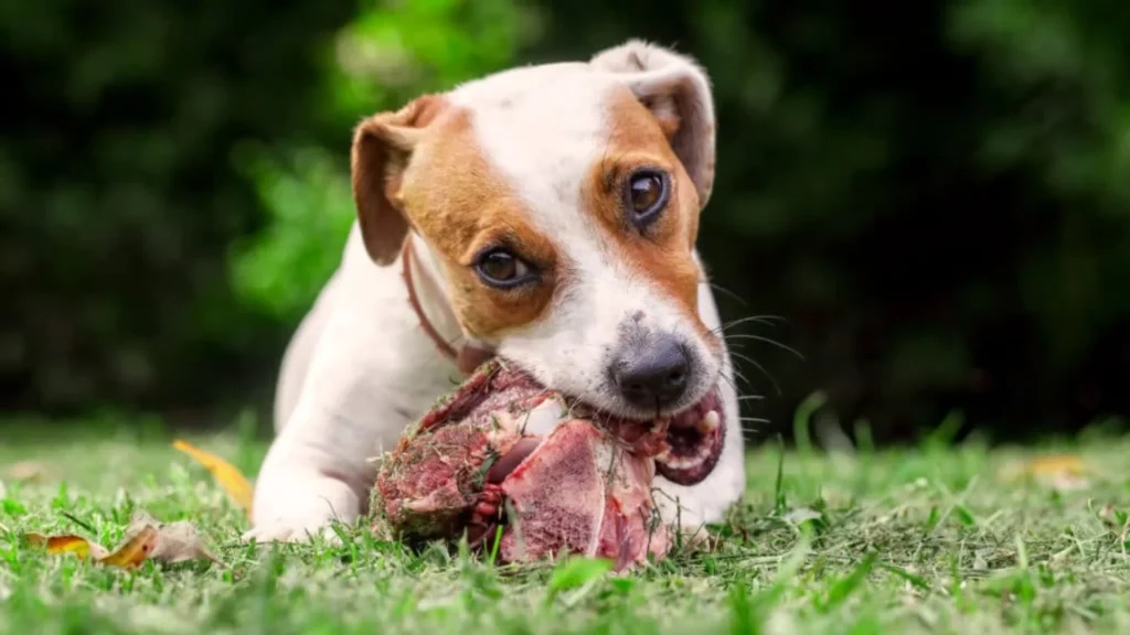 Deer Meat Dog Food Recipe