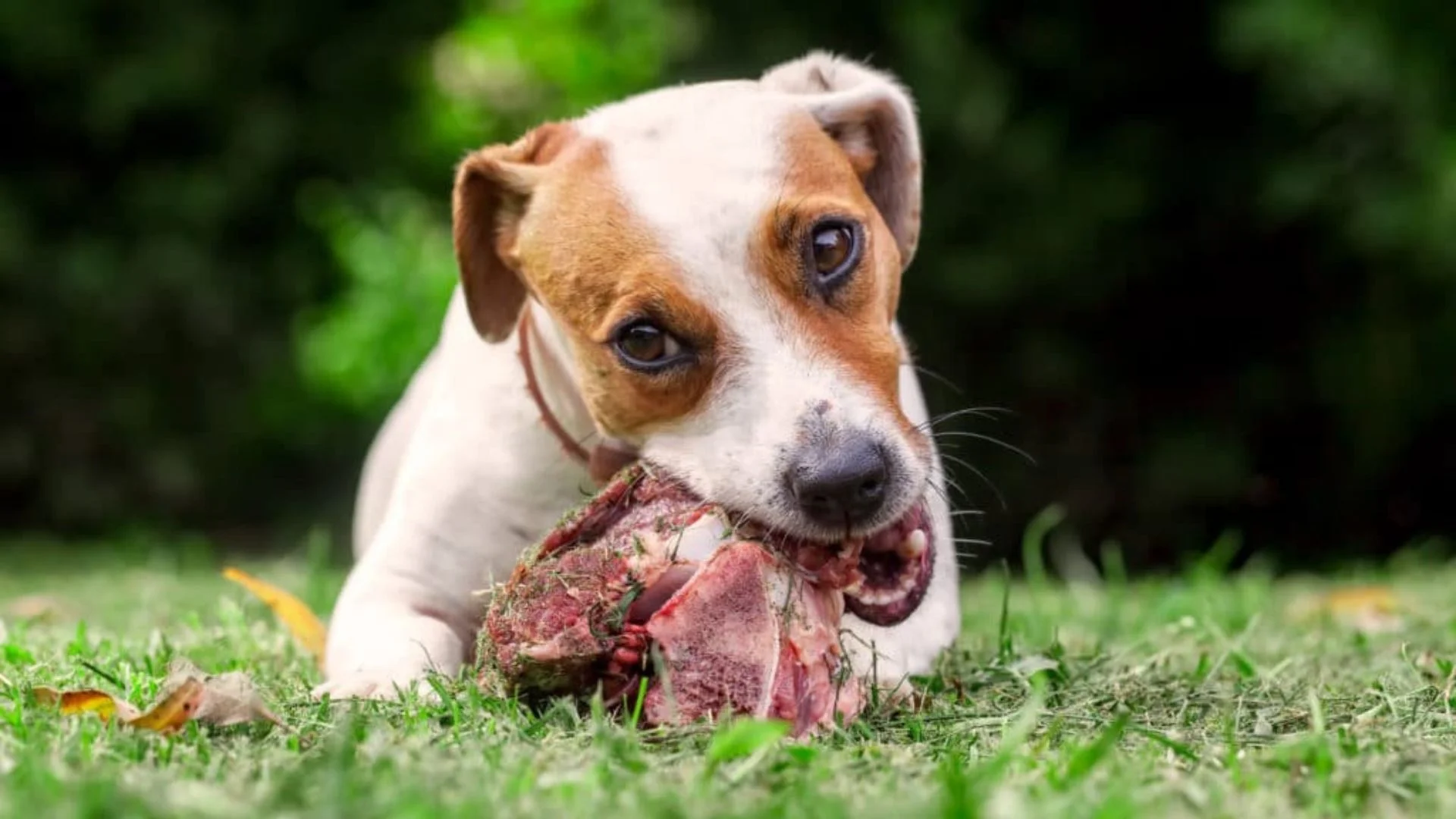 Deer Meat Dog Food Recipe