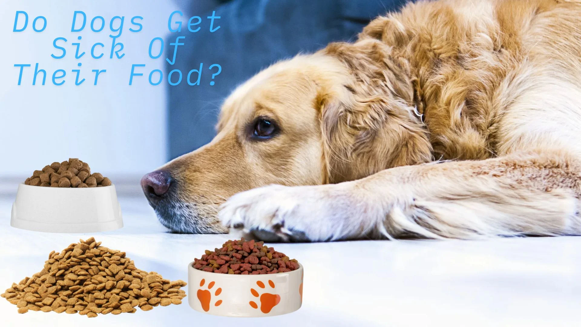 Do Dogs Get Sick Of Their Food