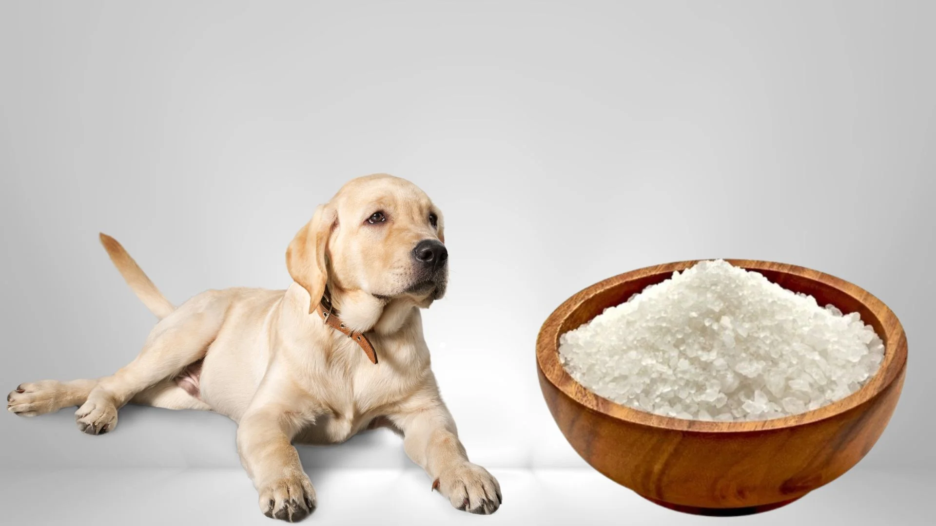 Do Dogs Need Salt In Their Food