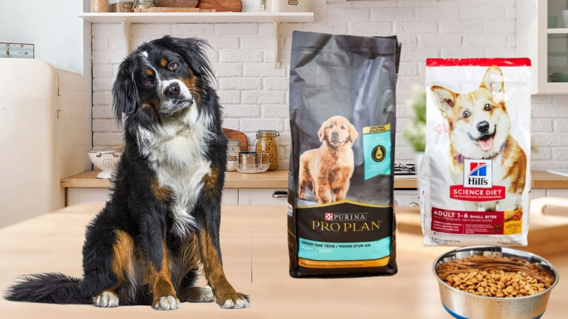 How Long Is Dry Dog Food Good For