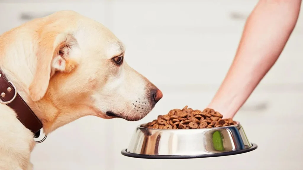 Is Lamb Meal Good In Dog Food