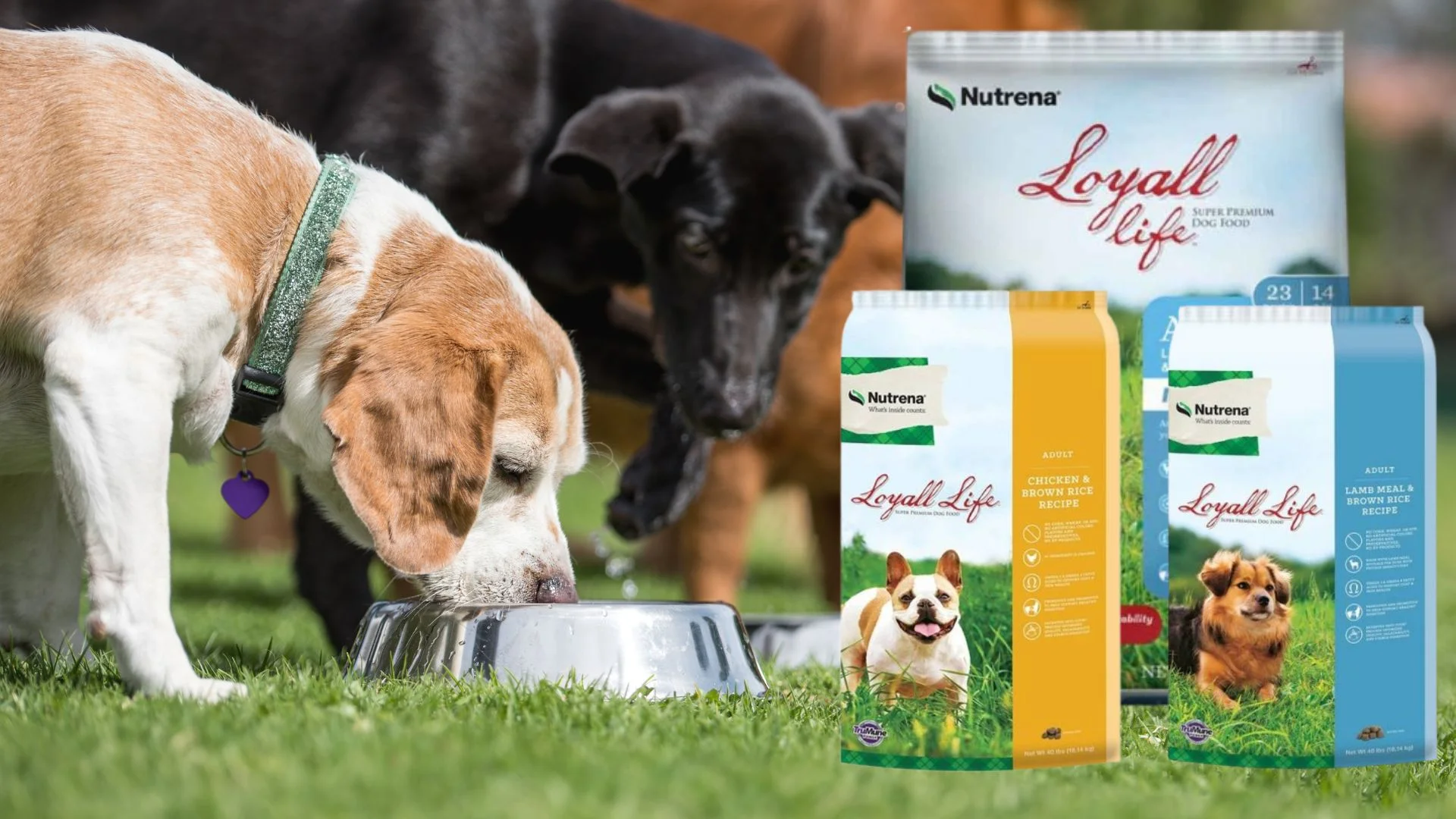 Is Nutrena Dog Food Good