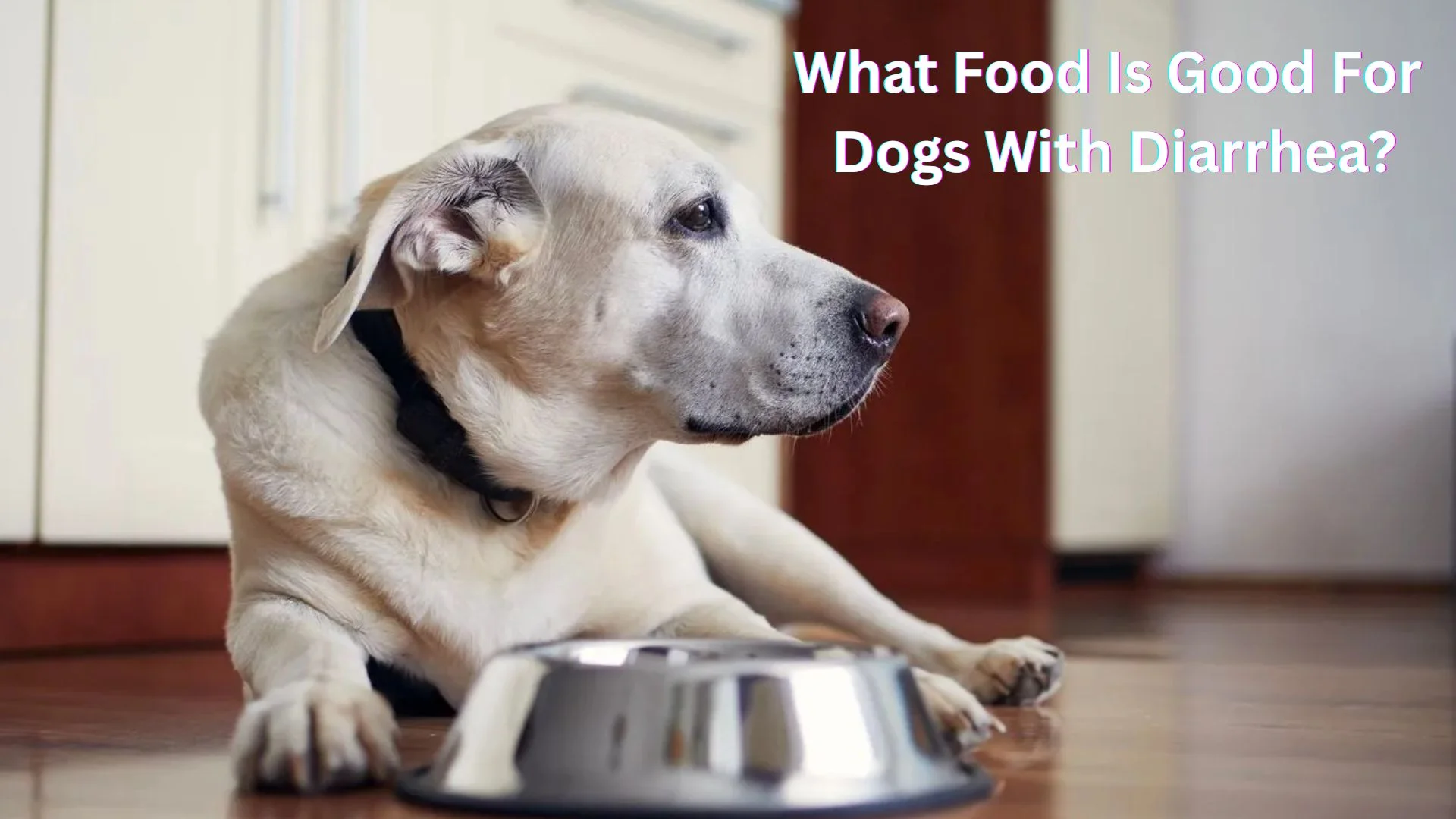What Food Is Good For Dogs With Diarrhea