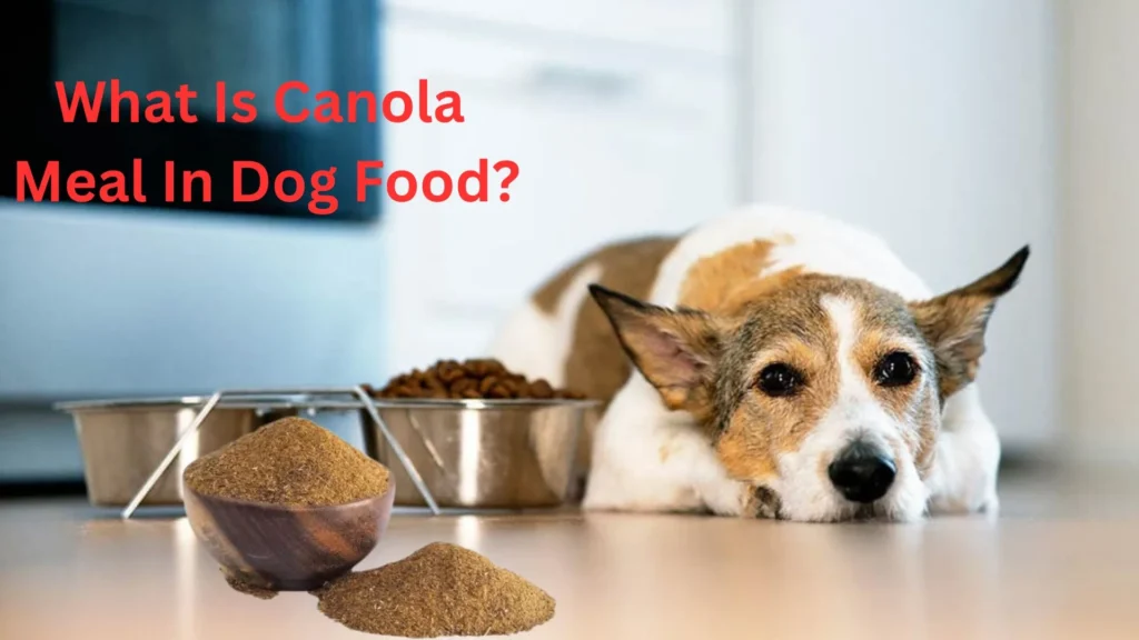 What Is Canola Meal In Dog Food