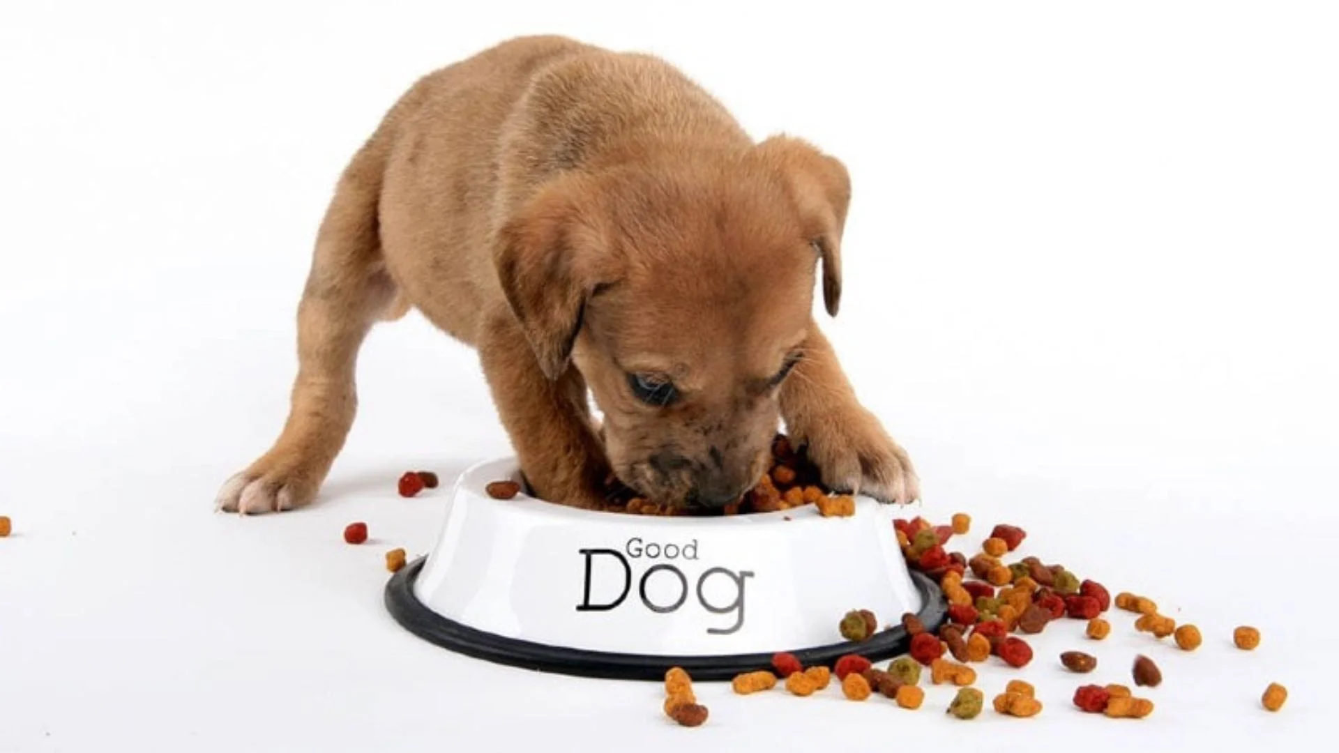 Why Do Dogs Push Their Food With Their Nose