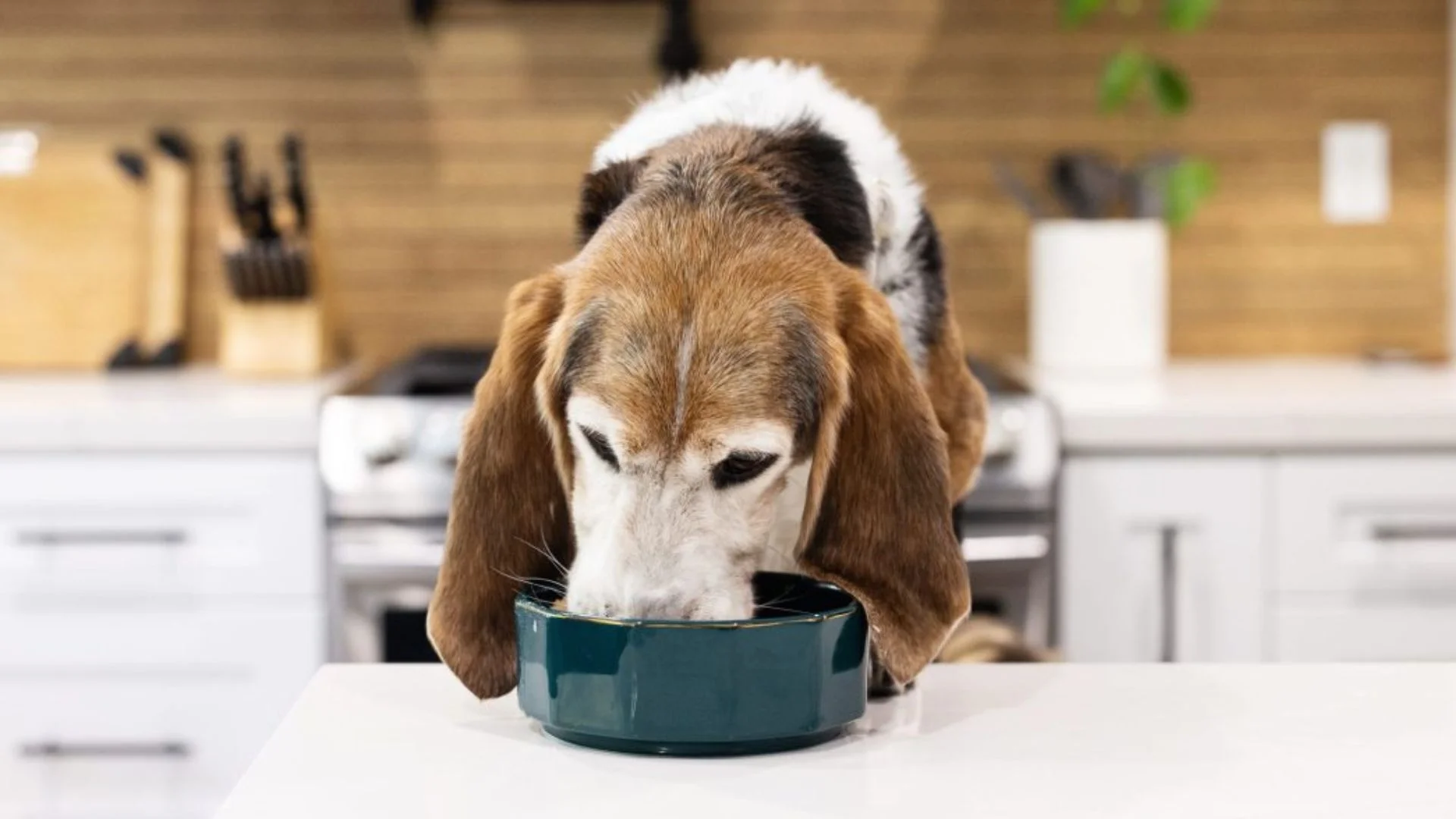 Why Do Dogs Swallow Food Whole