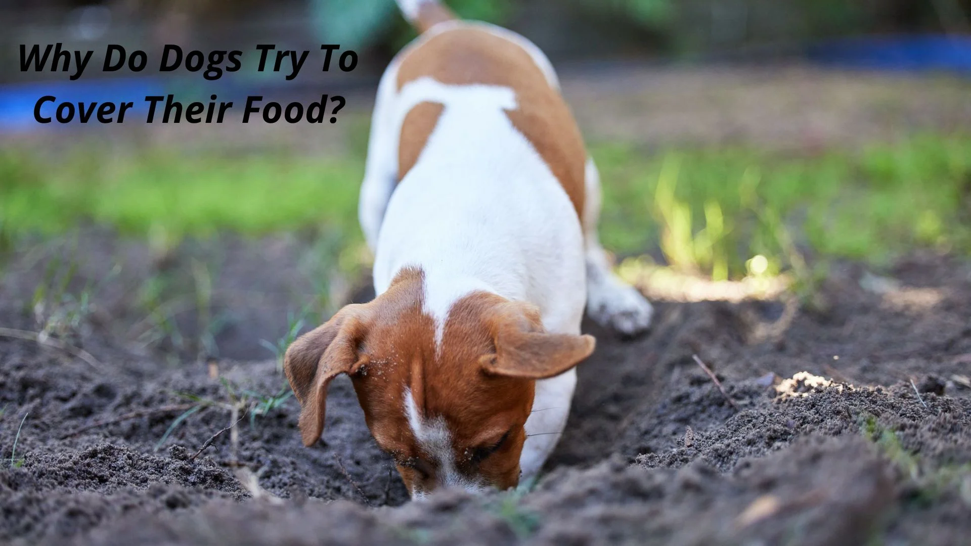 Why Do Dogs Try To Cover Their Food