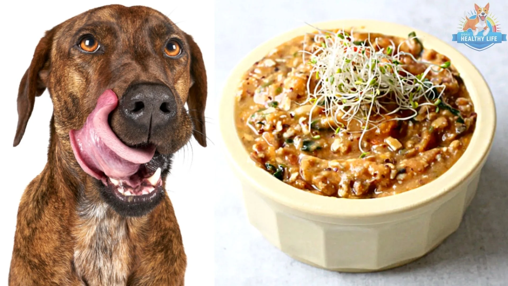 Vegan Diet For Dogs Recipes