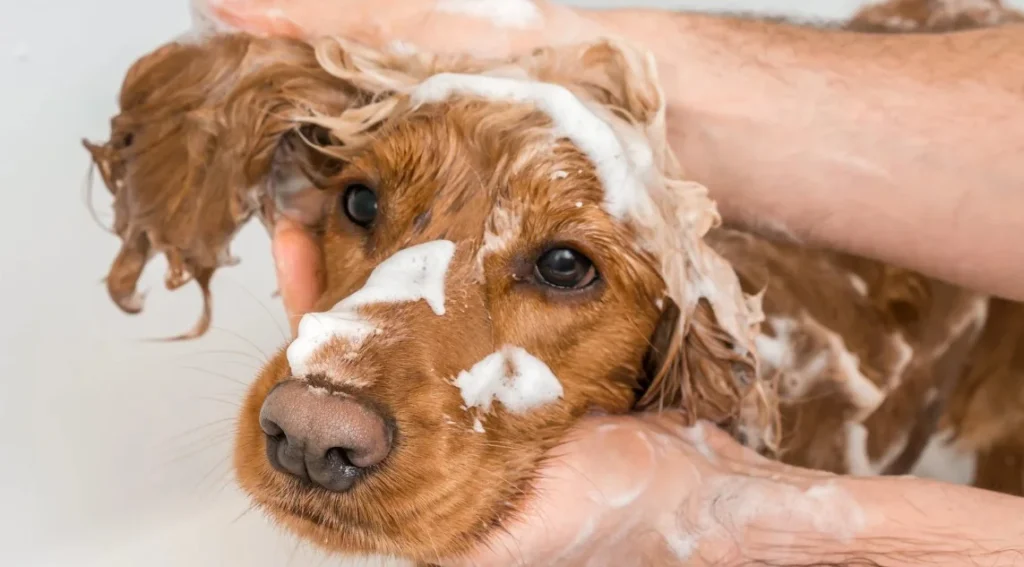 Oatmeal Dog Shampoo Recipe